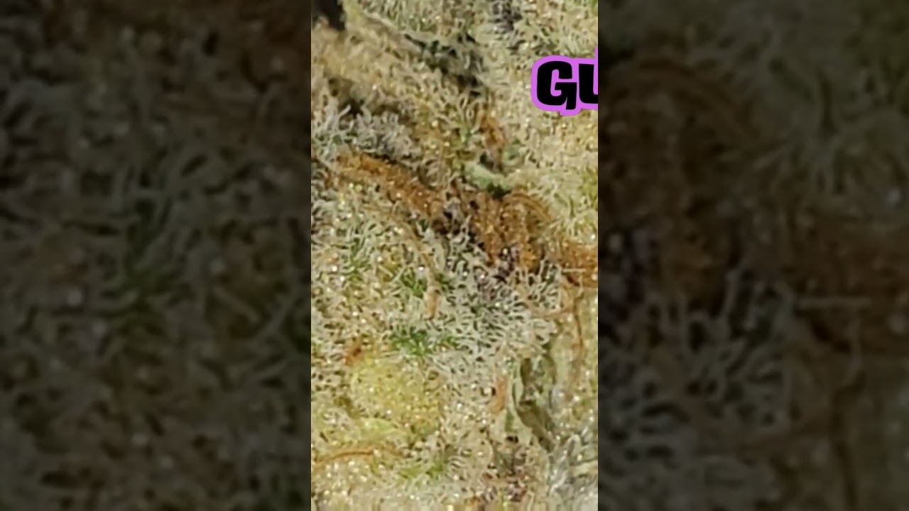 Some good good #marijuana #review #update #21+ #good