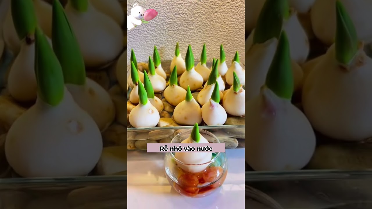 Củ hoa tulip trồng Tết