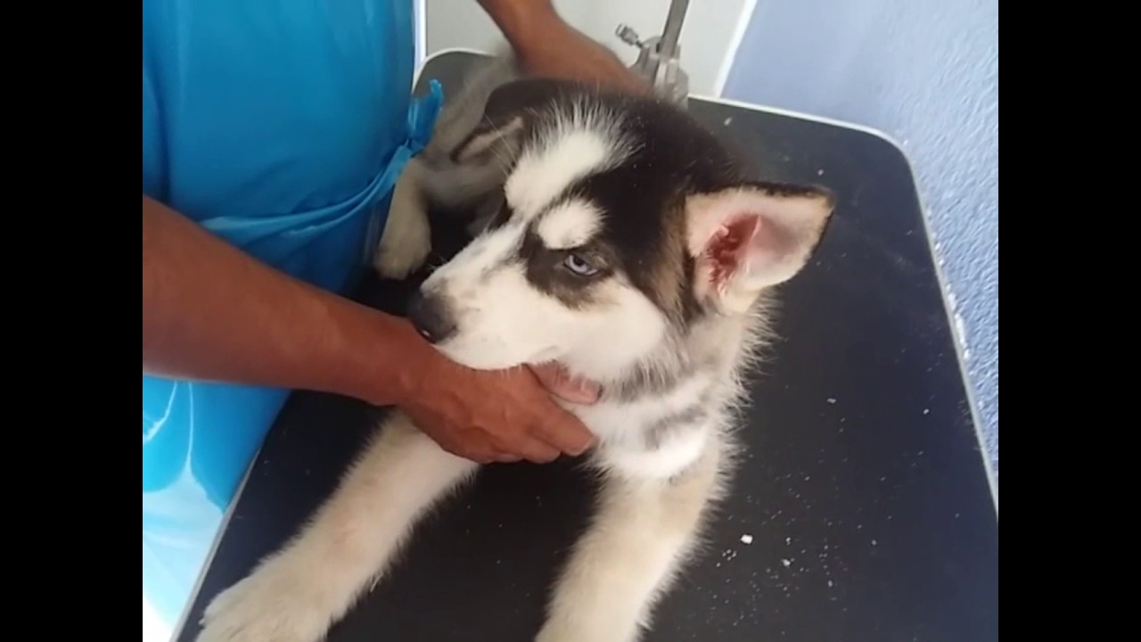 Baño y Cepillado del Husky, Alaska etc.