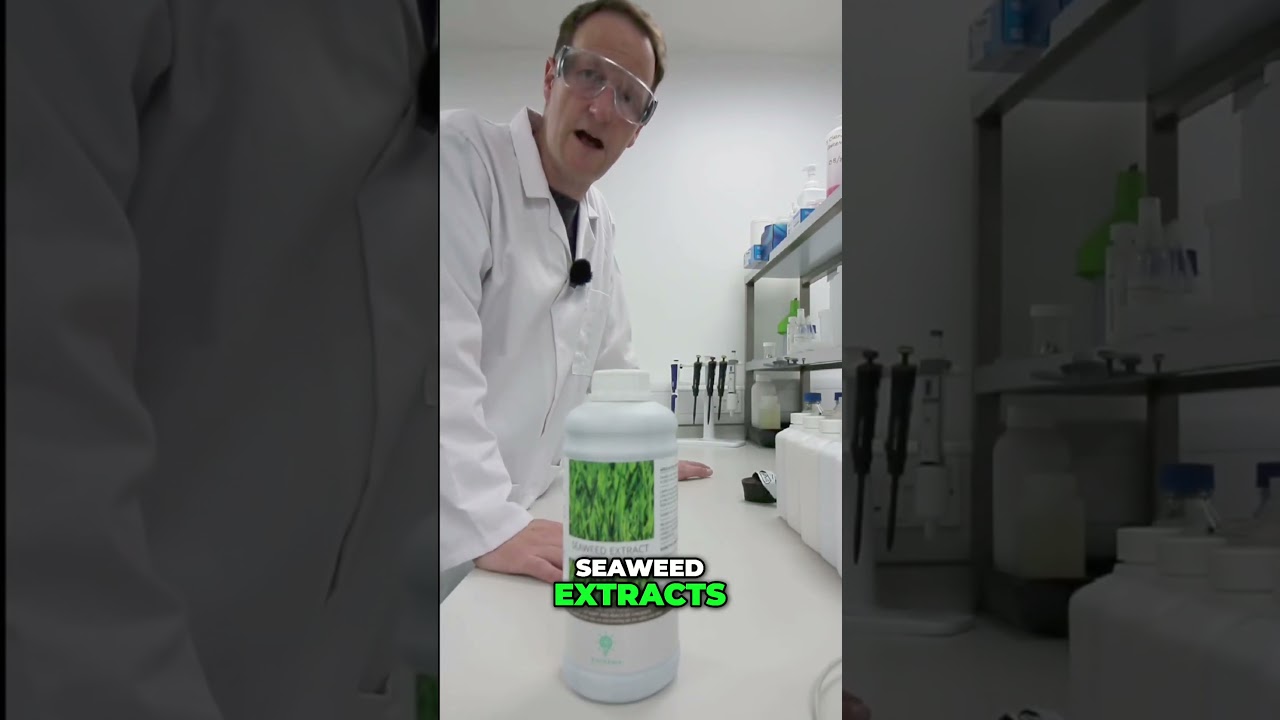 Boost Your Lawn Growth with Seaweed Extract!