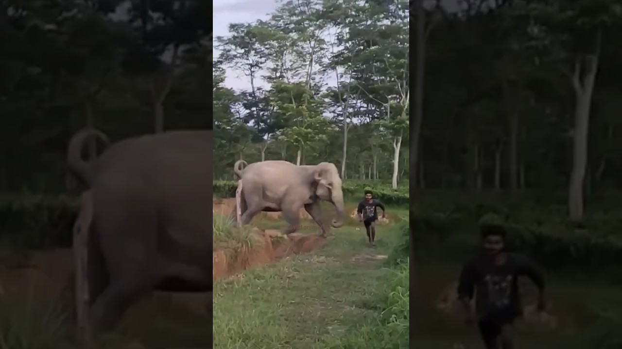 Man/Vs !#short Video #assam #elephant 🦣🦣😯😯