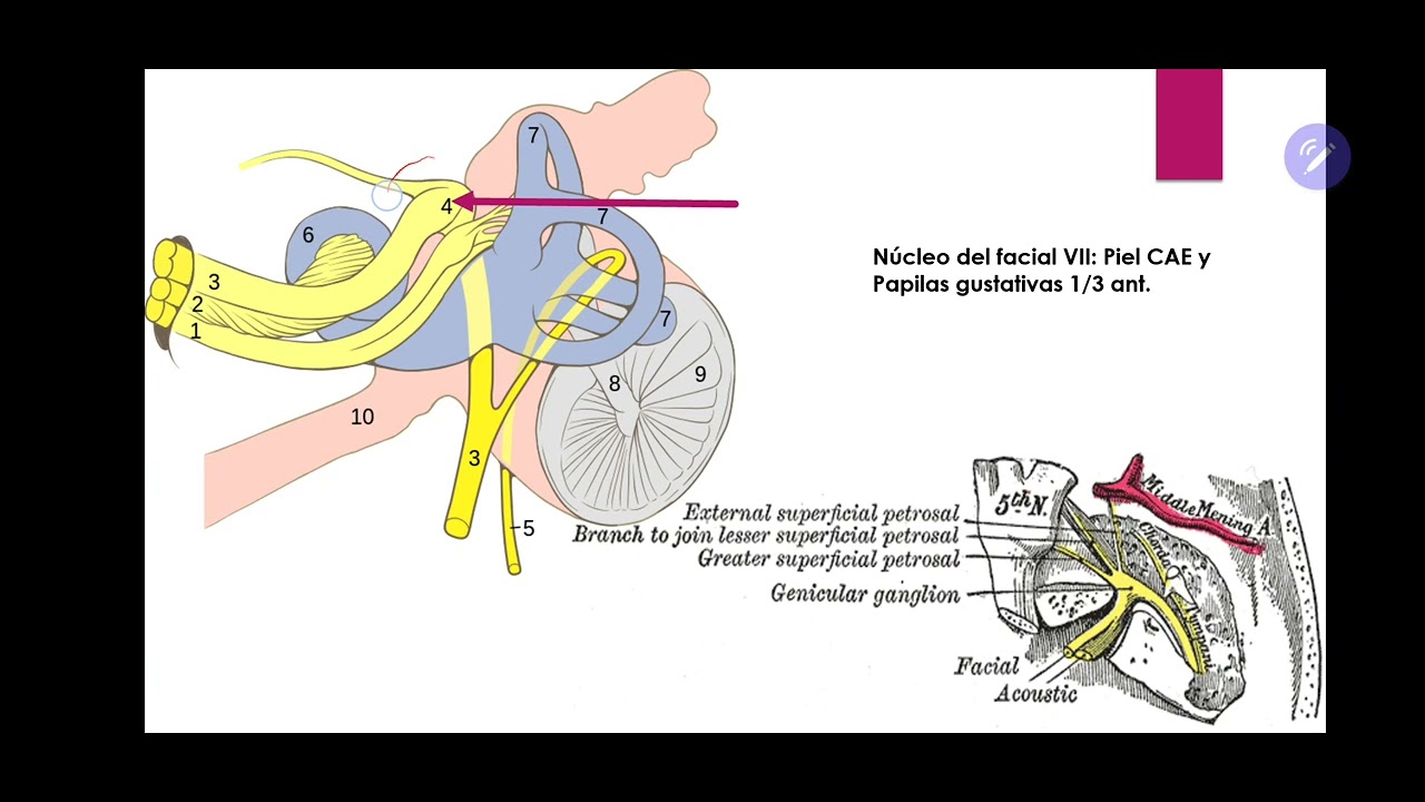 Anatomía del puente o protuberancia