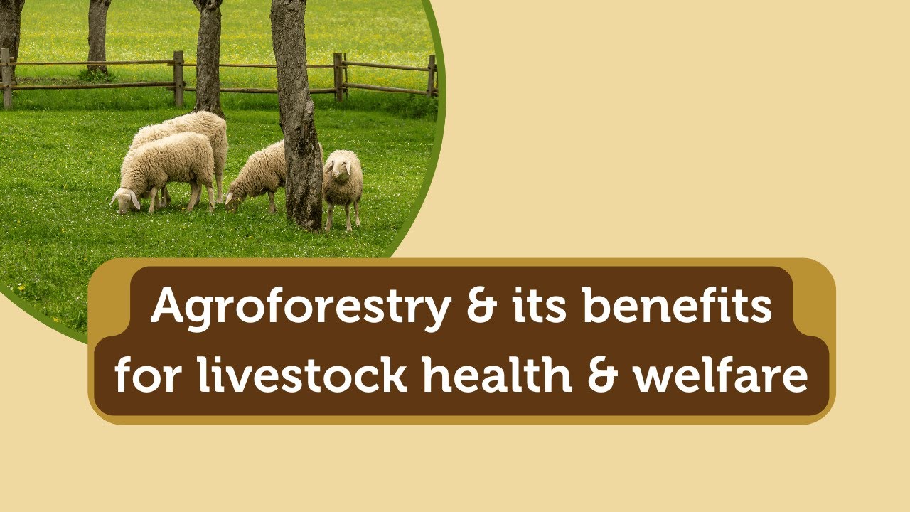 Webinar: Agroforestry and its benefits for livestock health and welfare