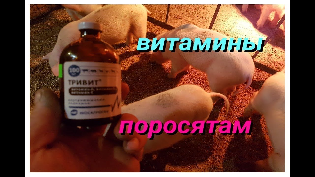 ВИТАМИНЫ ПОРОСЯТАМ