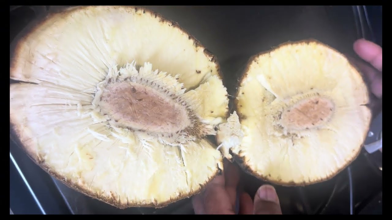 How To Roast Breadfruit In The Oven @NicoleInTheKitchen