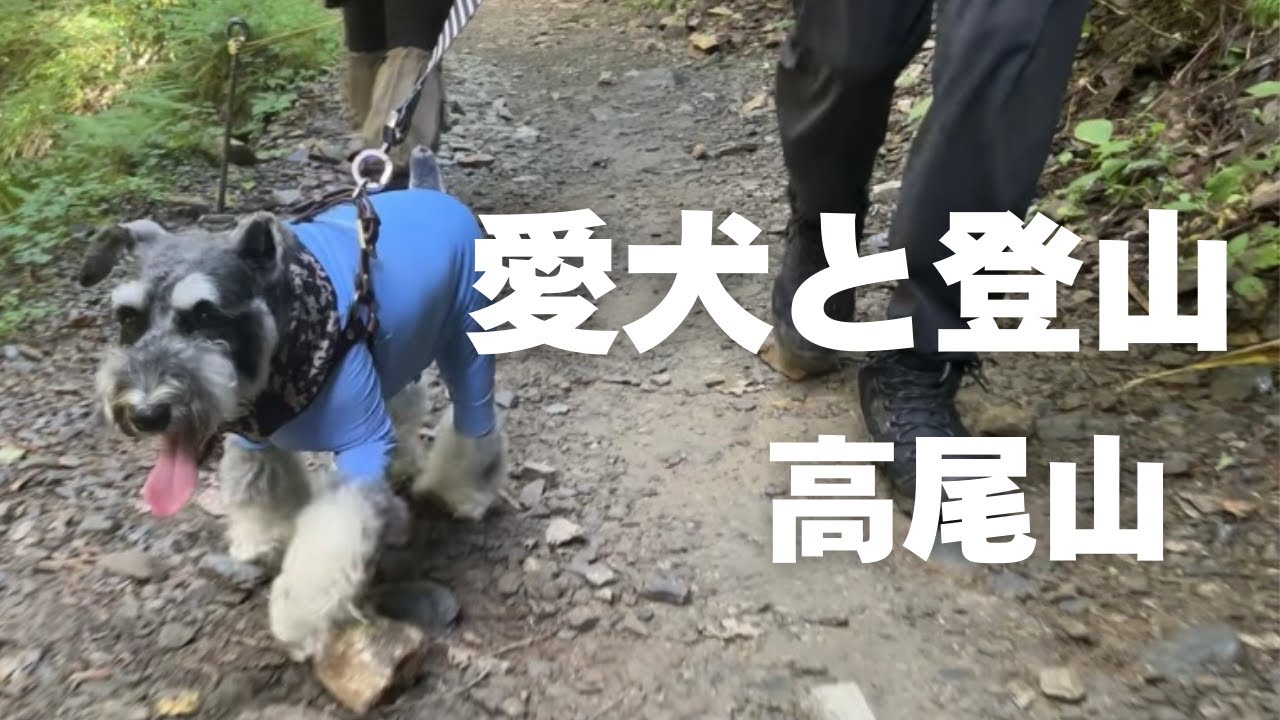 【犬と登山】犬と高尾山へ/40代夫婦と犬の日帰り旅/愛犬ミニチュアシュナウザー