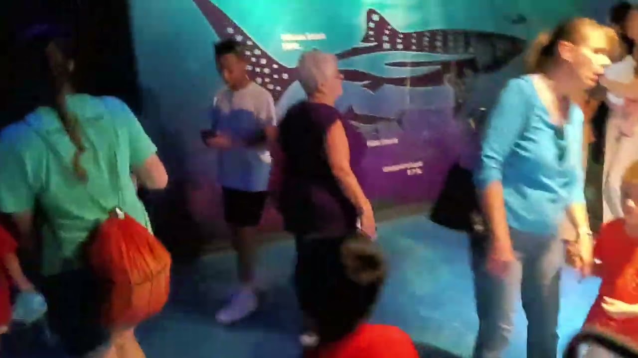 Shark Encounter at SeaWorld Orlando 