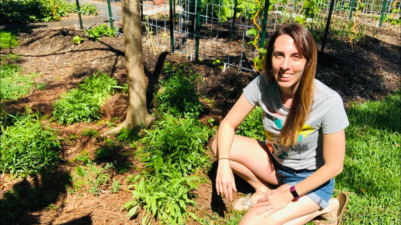 How to MAKE A BUTTERFLY GARDEN | Butterfly Garden Basics
