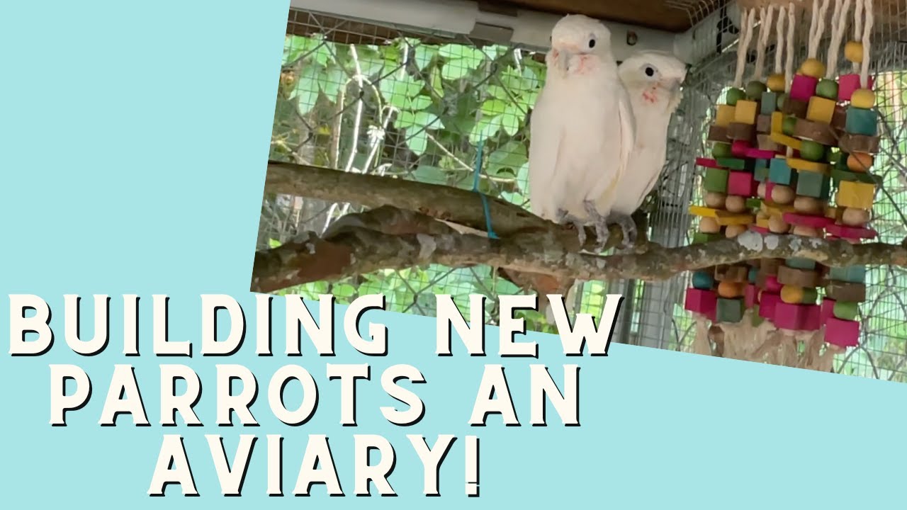 Rescuing MORE Parrots | Building An Aviary