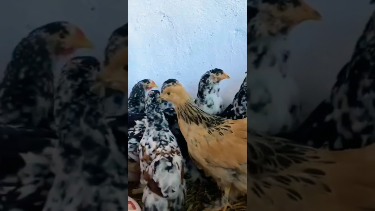 brahma chickens pullets 🥰#shorts #ytshorts #trending #youtubeshorts #brahmachickens #chicks