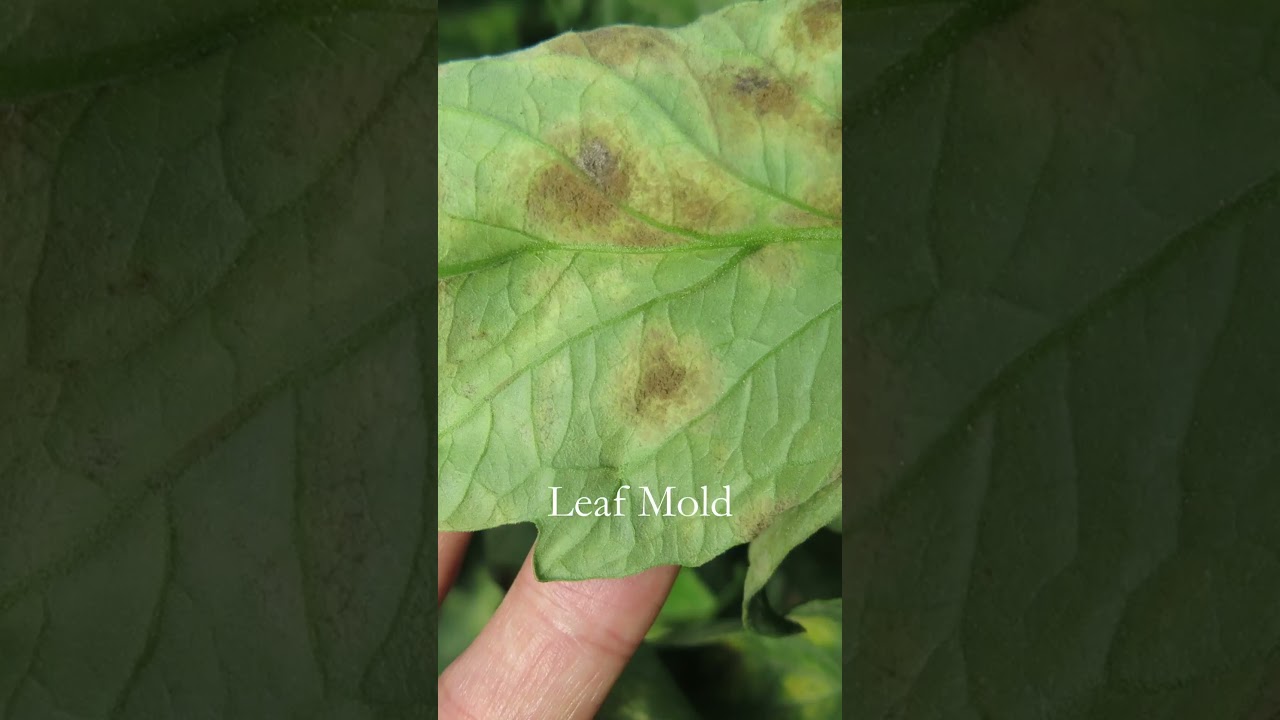 Tomato Plant Leaf Mold And Spider Mites #homestead #tomatoplantcare #tomatoplants #vegetablegarden