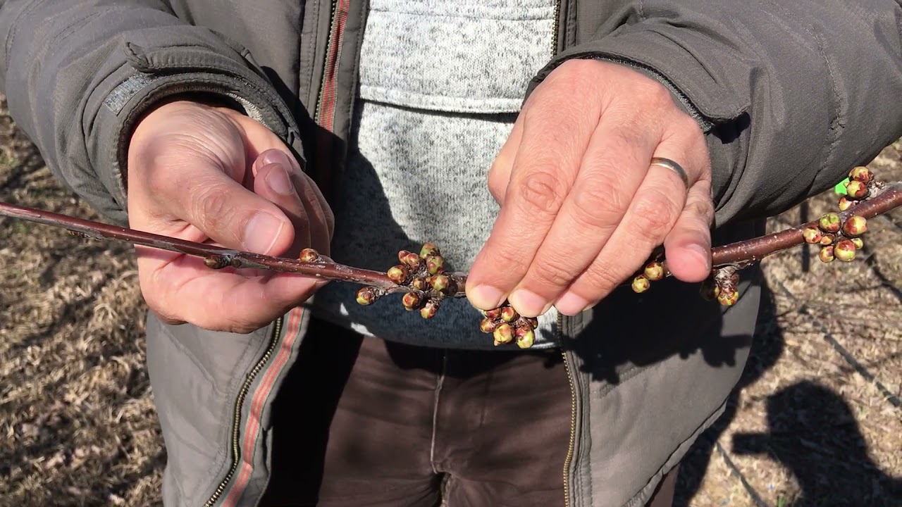 Práctico cerezo hábito de fructificación