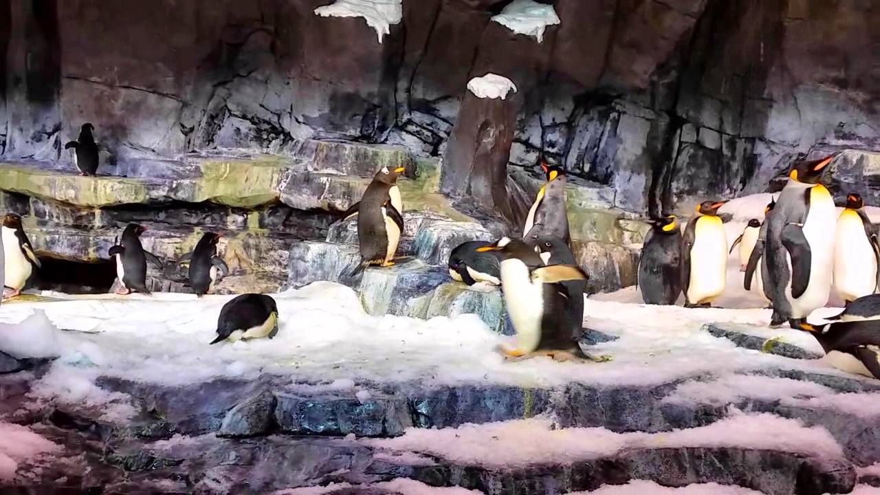 Penguin Encounter at SeaWorld Orlando 9-17-2014
