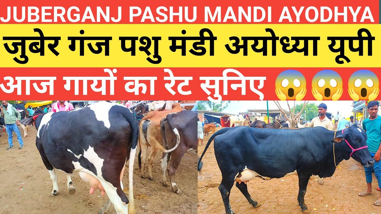 Juberganj pashu Mandi Ayodhya up। जुबेर गंज पशु मंडी अयोध्या यूपी। आज गायों को दाम सुने 😱😱 😱#cow