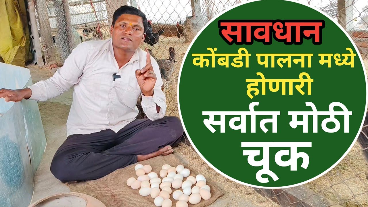 कोंबडी पालन करत असाल | तर ही चूक कधी करू नका कोंबडी पालन यशस्वी कधीच होणार नाही kombdi palan
