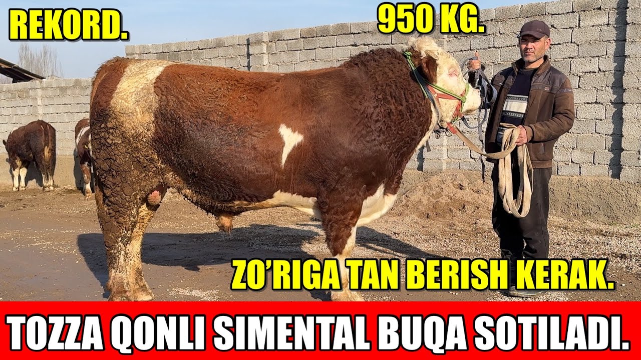 TOZZA QONLI SIMENTAL BUQA SOTILADI,ZOTGA SO’RAGANLARGA.