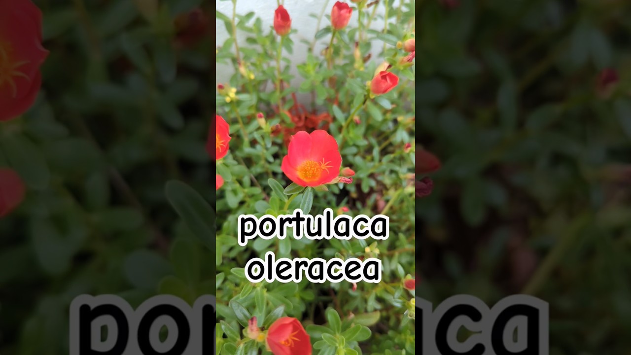 portulaca oleracea #flowers