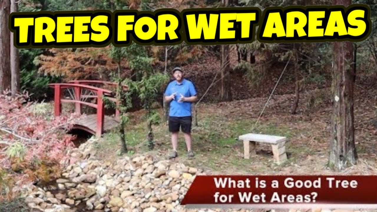 Trees for Wet & Boggy Areas | Gardening 101 | Do Japanese maples like wet feet?