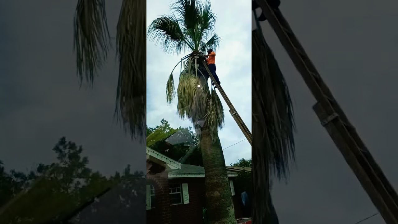 salais tree removal