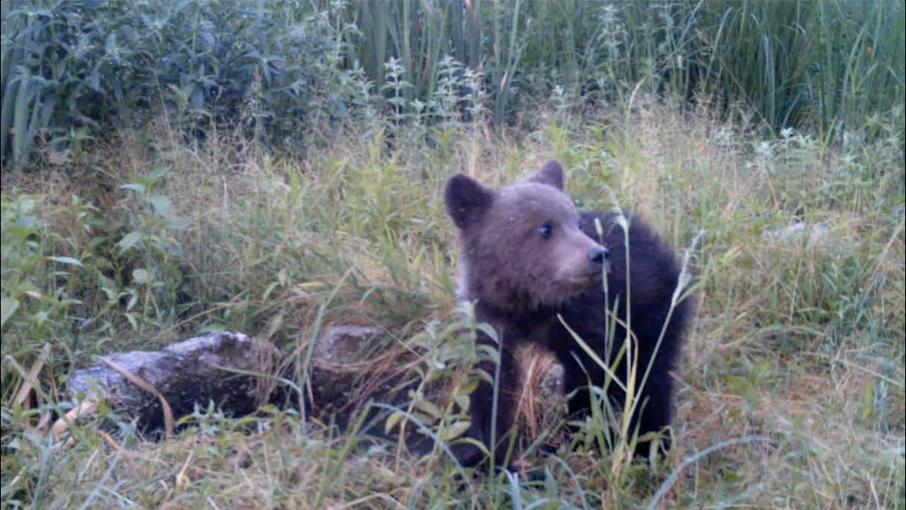 Bears Around our Bear Groves