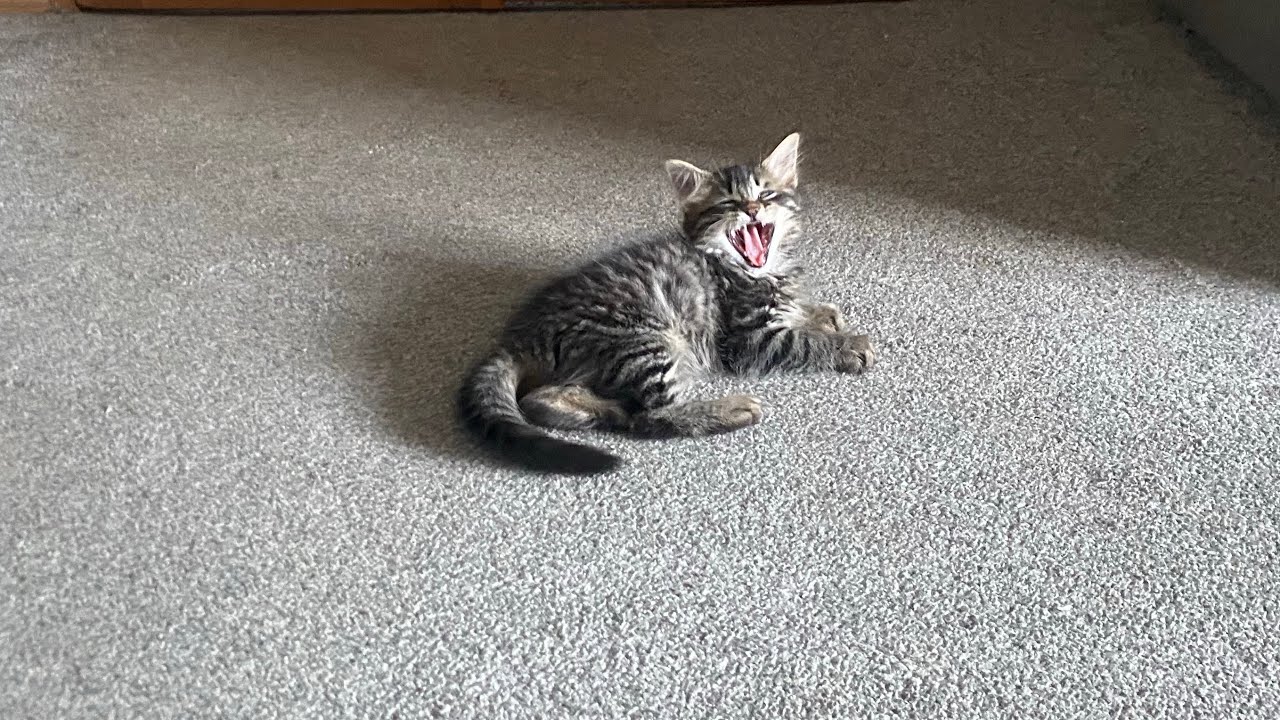 Forest The Baby Cat -  My Brand New Nephew Kitten