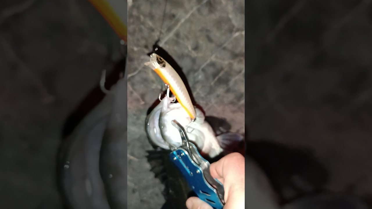 Daiwa Crosswake 90ssr. Levrek Avı #daiwa #balık #levrek #seabass