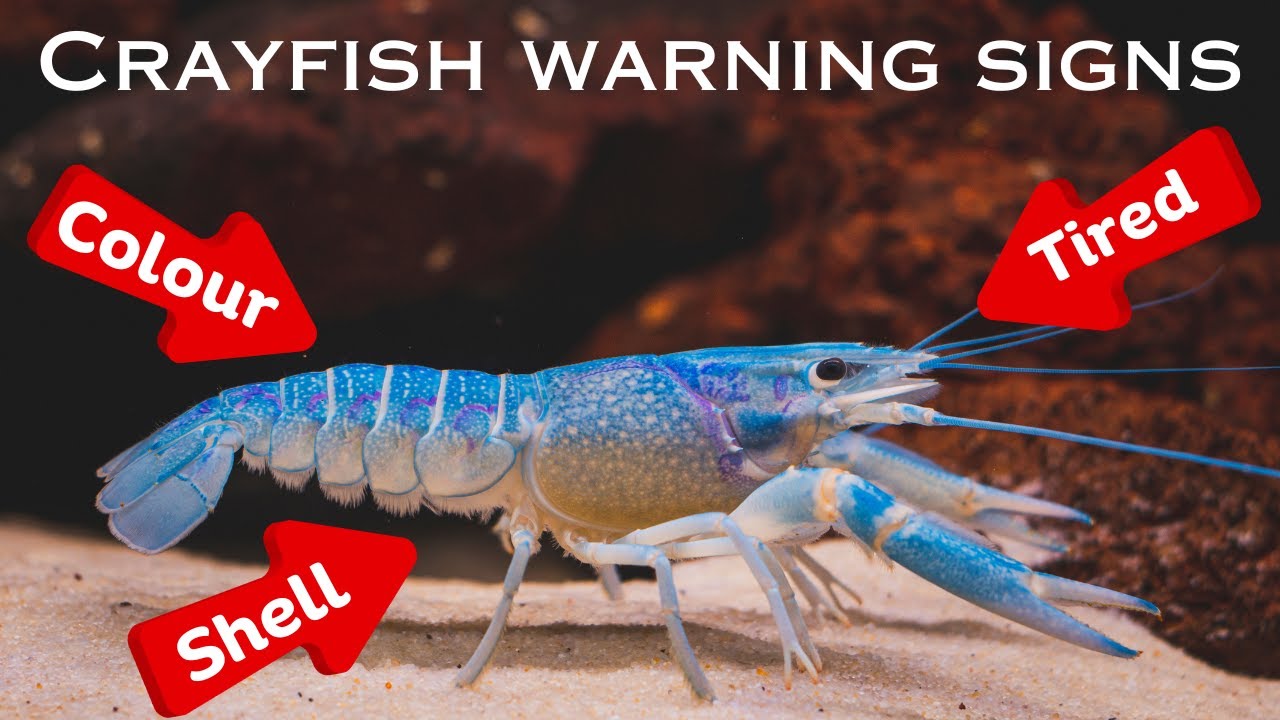 5 Telltale Signs That Your Crayfish Is Sick