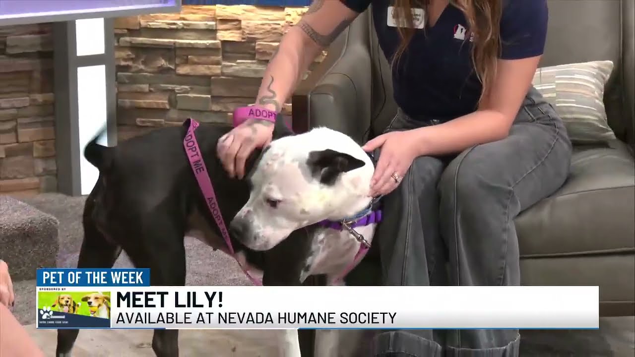 Pet of the Week: Meet Lily