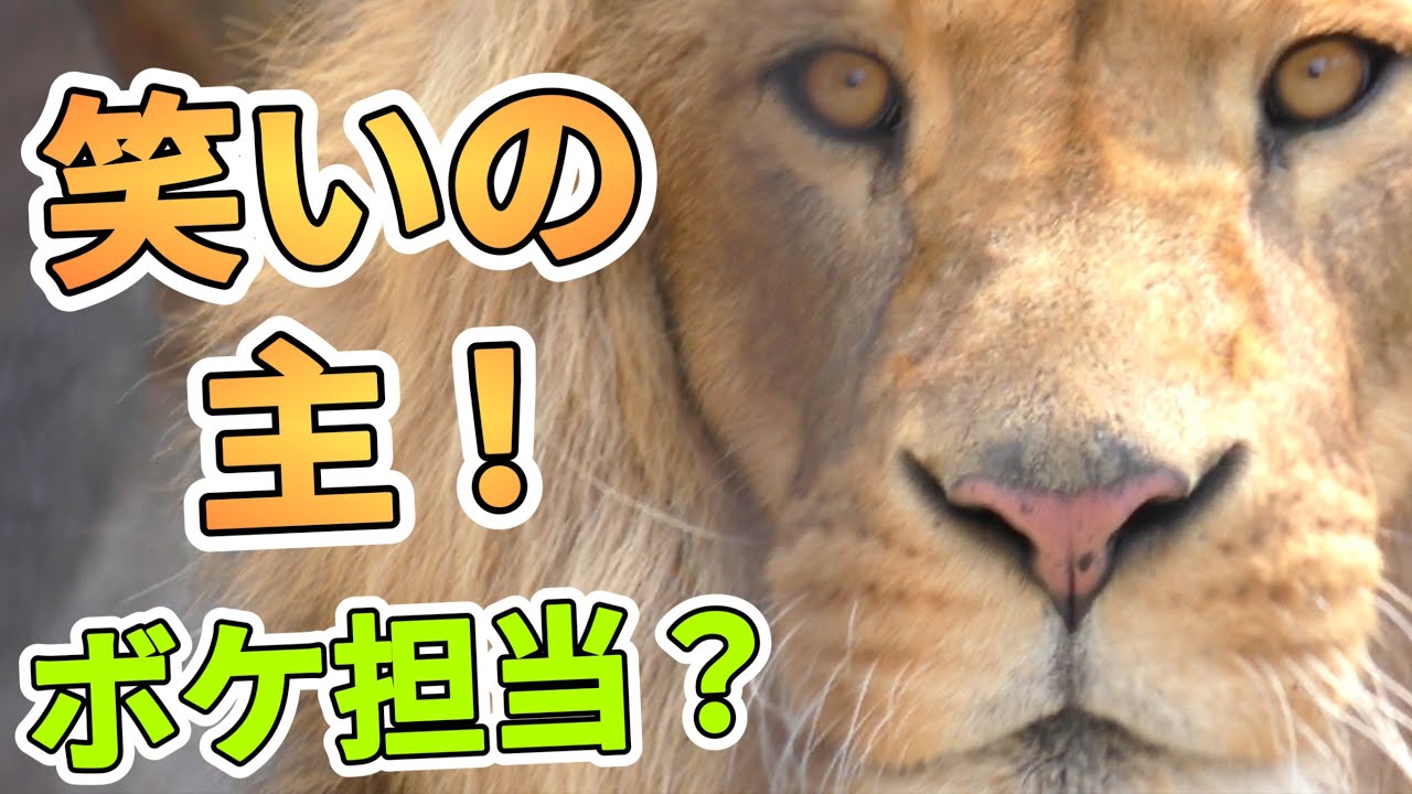 《旭山ライオン＆トラ》笑いの伝道師？オリト。お客を笑わせるその技とは？。オリトイオ＆ザリアファミリーvol654lion who knows what makes people laugh＆Tiger