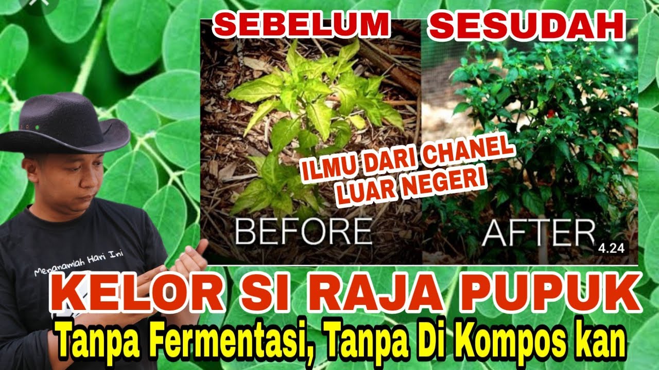 Modal KELOR Saja!! Lupakan Kompos dan Pupuk Cair lainnya 👍