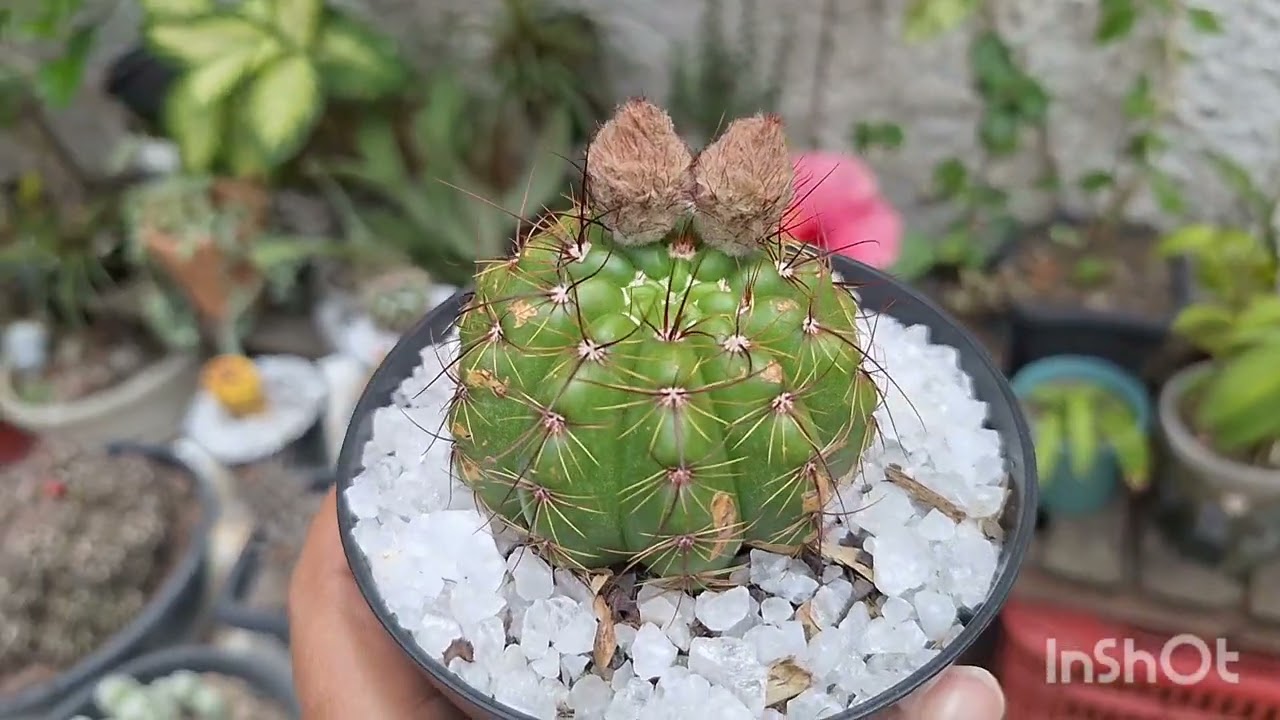 10 cactos raros e baratos🌵desafio feito pela amiga @Rosa do deserto,cactos e suculentas 🥰