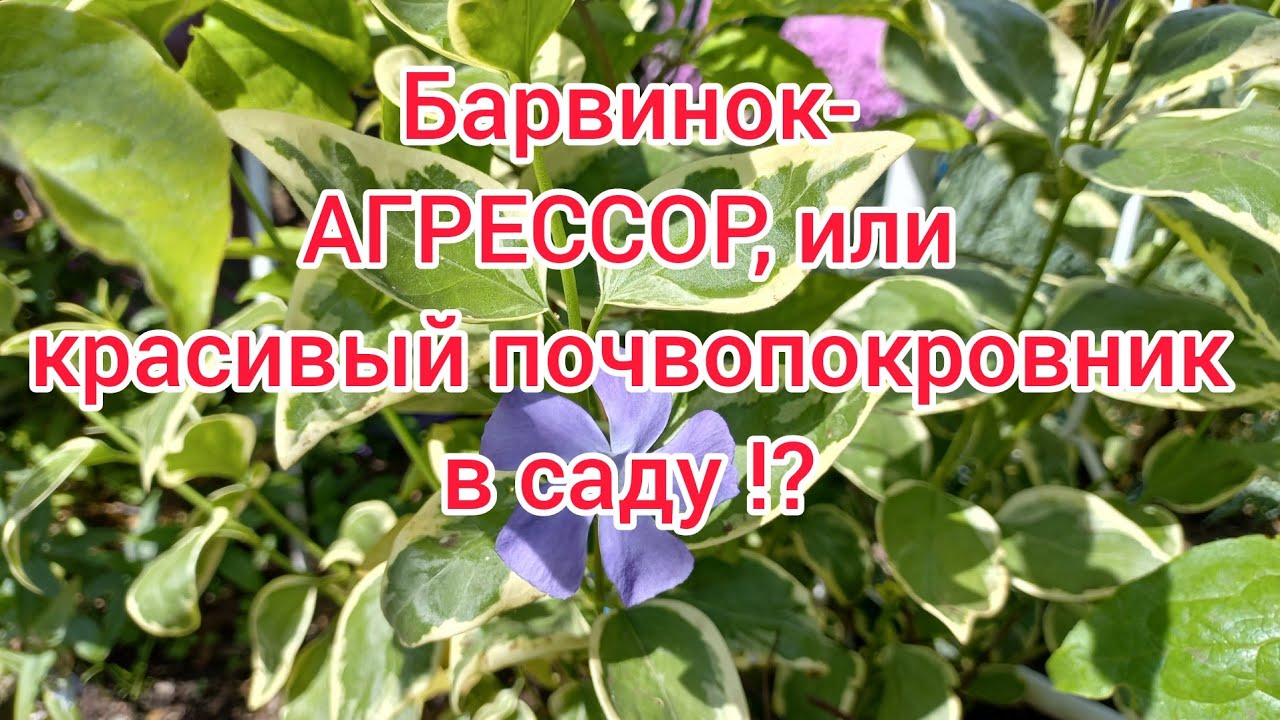 Барвинок -агрессивный почвопокровник,или красивое растение в саду!? Барвинок вариегатный.