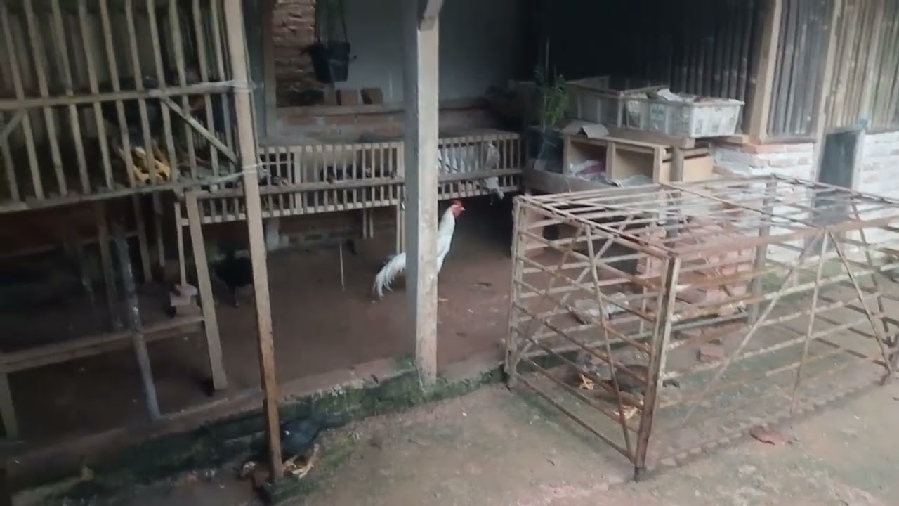rainy atmosphere in the afternoon when the chickens are eating #everyone