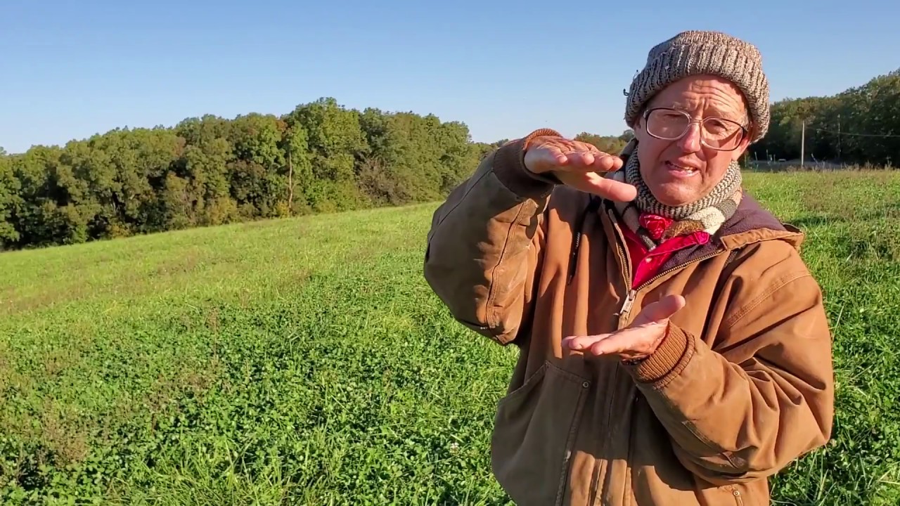 Greg Judy showing previous ragweed field that turned into lush pasture