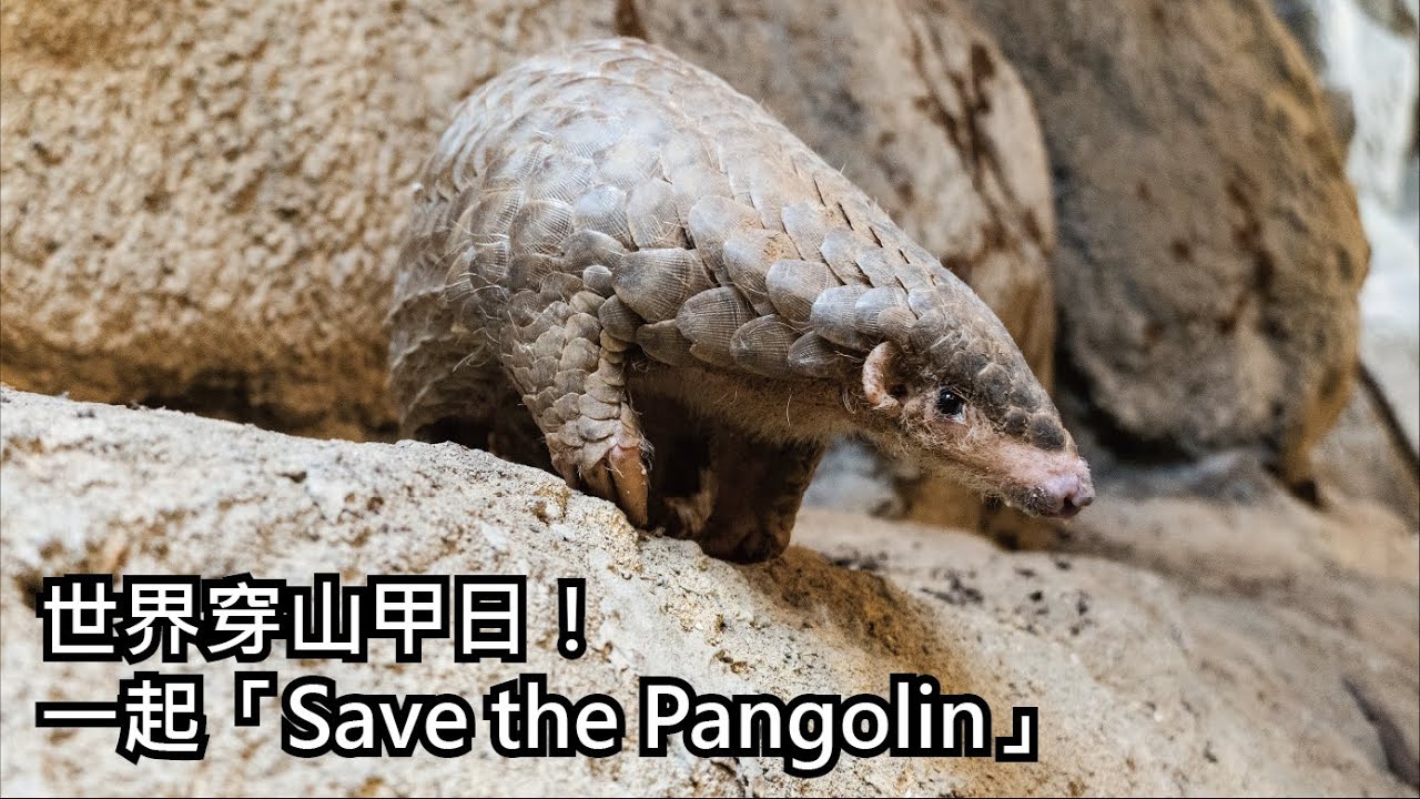 世界穿山甲日！一起「Save the Pangolin」