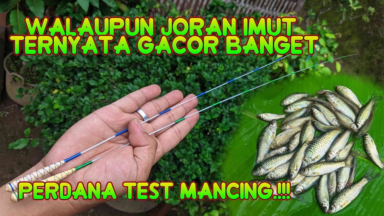 GAK NYANGKA TERNYATA GACOR LURRR.!!!! | Joran micro fishing super micro | joran tanago unik