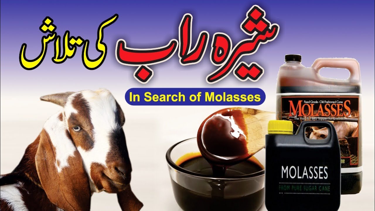 In Search Of Molasses / شیرہ راب کی تلاش
