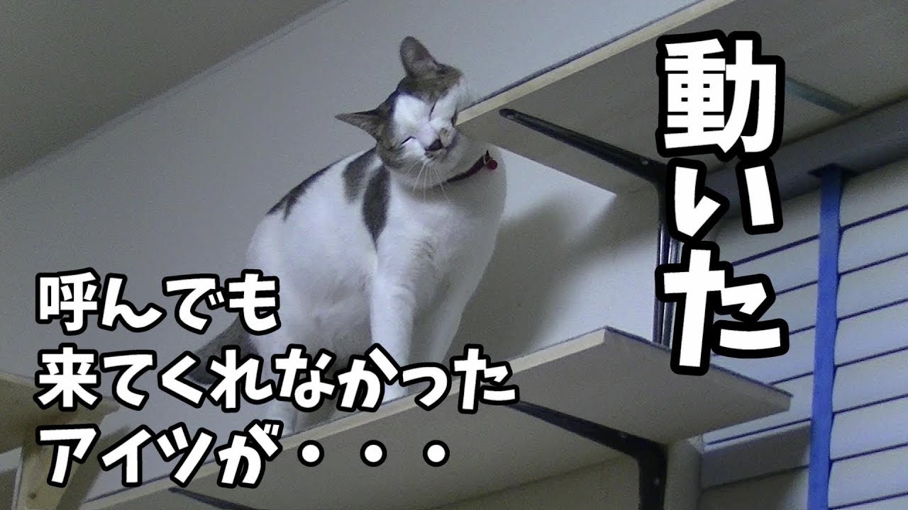 呼んでも来てくれないのにカメラを向けるとこっちに来ちゃう猫