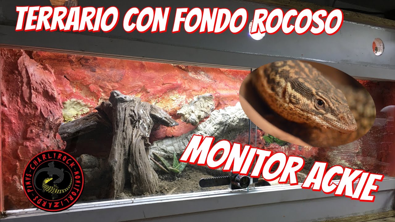 TERRARIO PARA REPTIL DESERTICO (Varanus acanthurus)