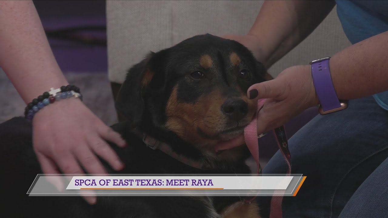 SPCA of East Texas: Meet Raya