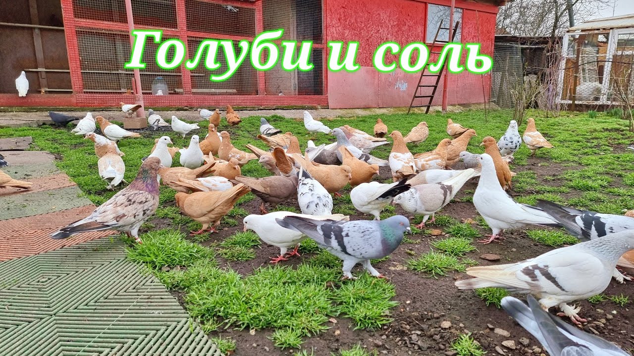 Голуби и соль