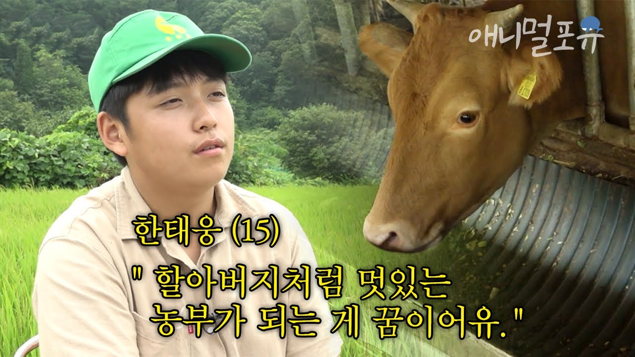 9살 생일 선물이 닭 5마리?! 소, 염소, 닭, 개를 키우는 구수~한 중학교 2학년 소년 농부!🧑‍🌾 | 농사가 좋아요 | KBS 인간극장 2017 방송