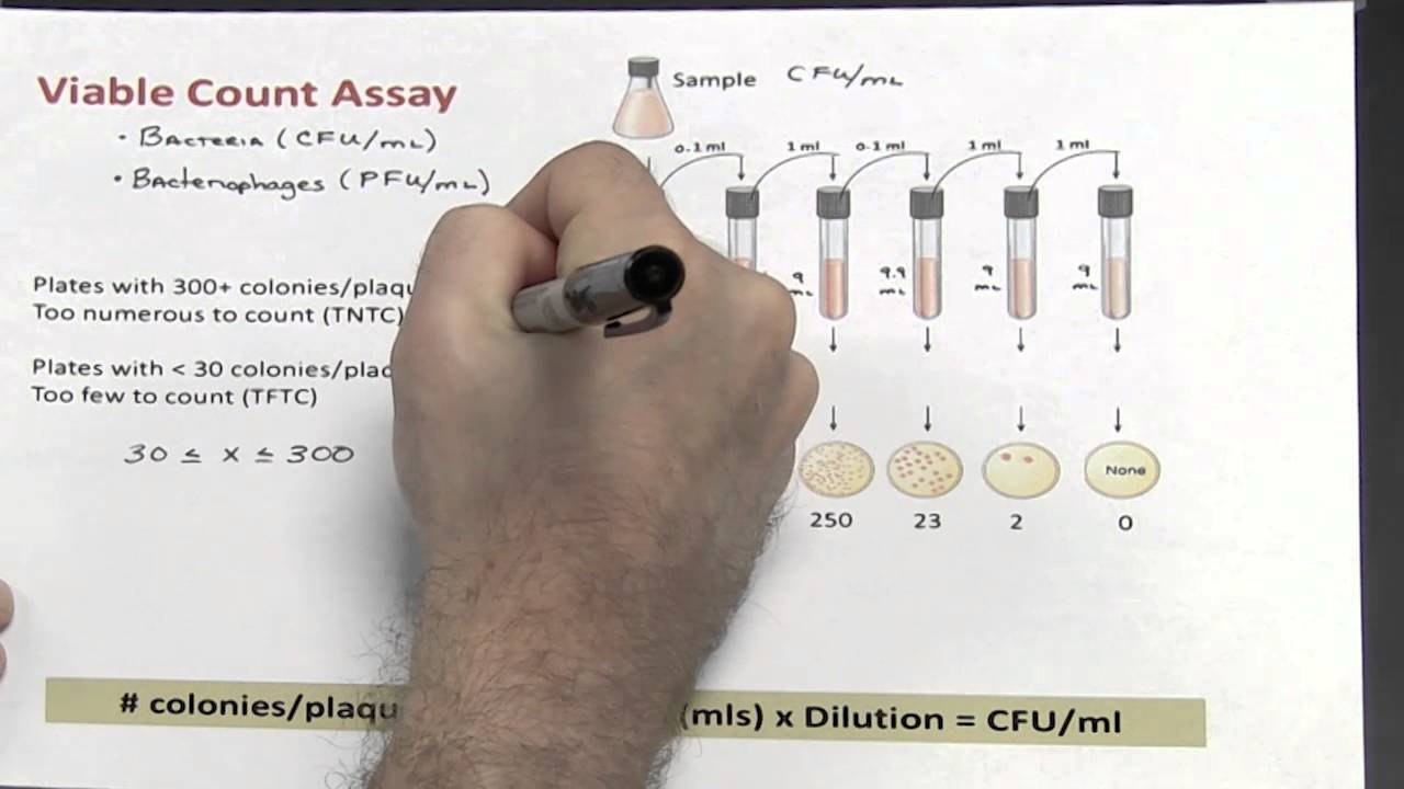 Dilutions - Part 3 of 4 (Calculating Colony Forming Units/ml)