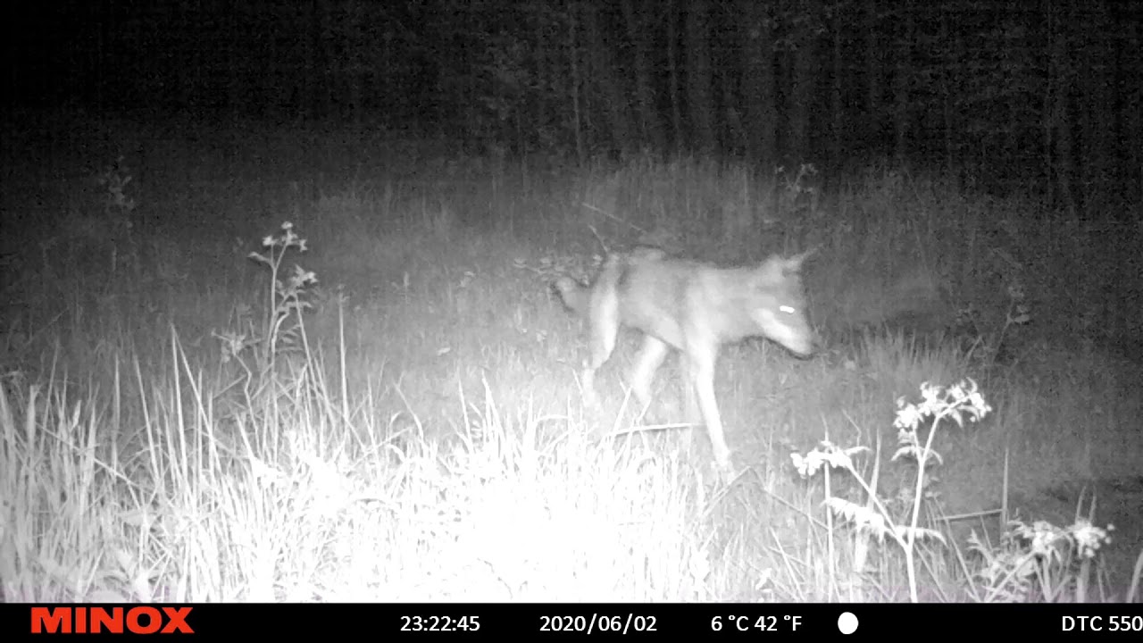Rajakaamera, hundid. Wolves, trail camera in Estonia