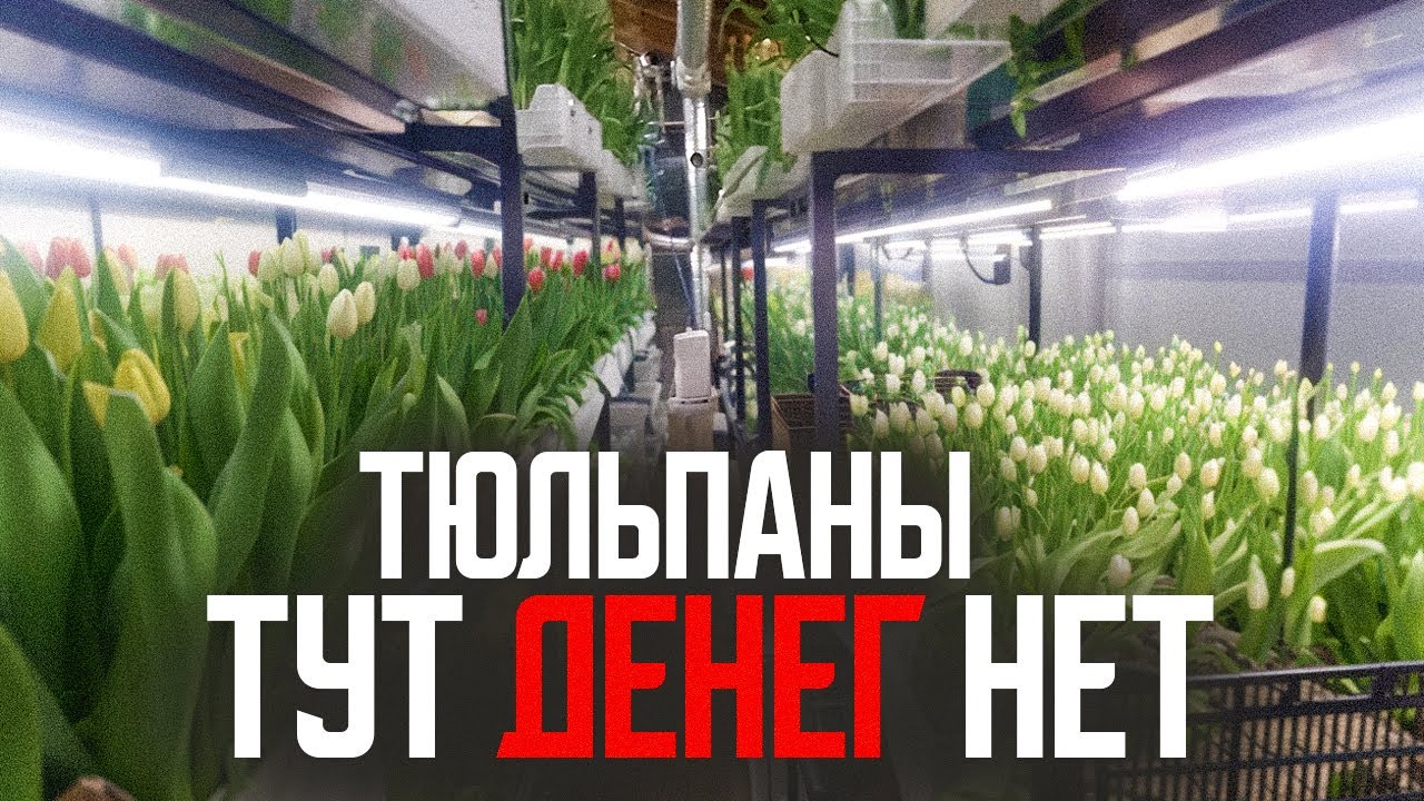 Тюльпаны: красиво, но бессмысленно