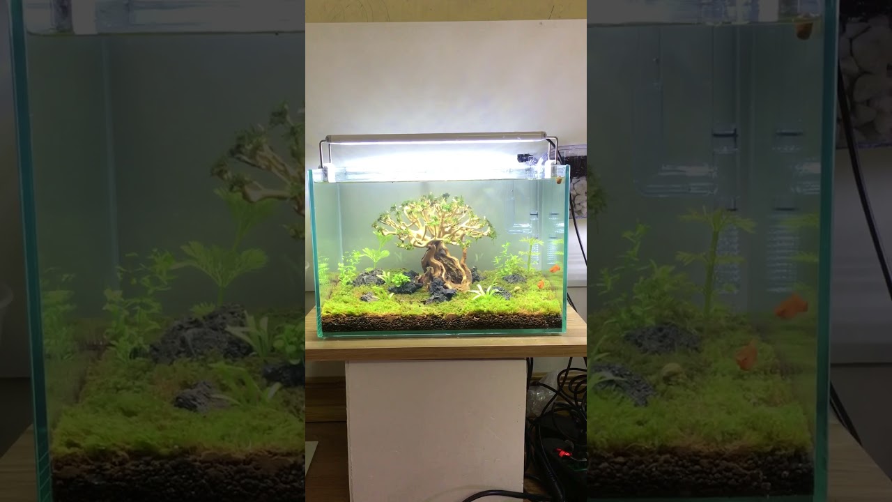 Chỉ 400k là có1 bể thuỷ sinh mini full đồ để chơi!