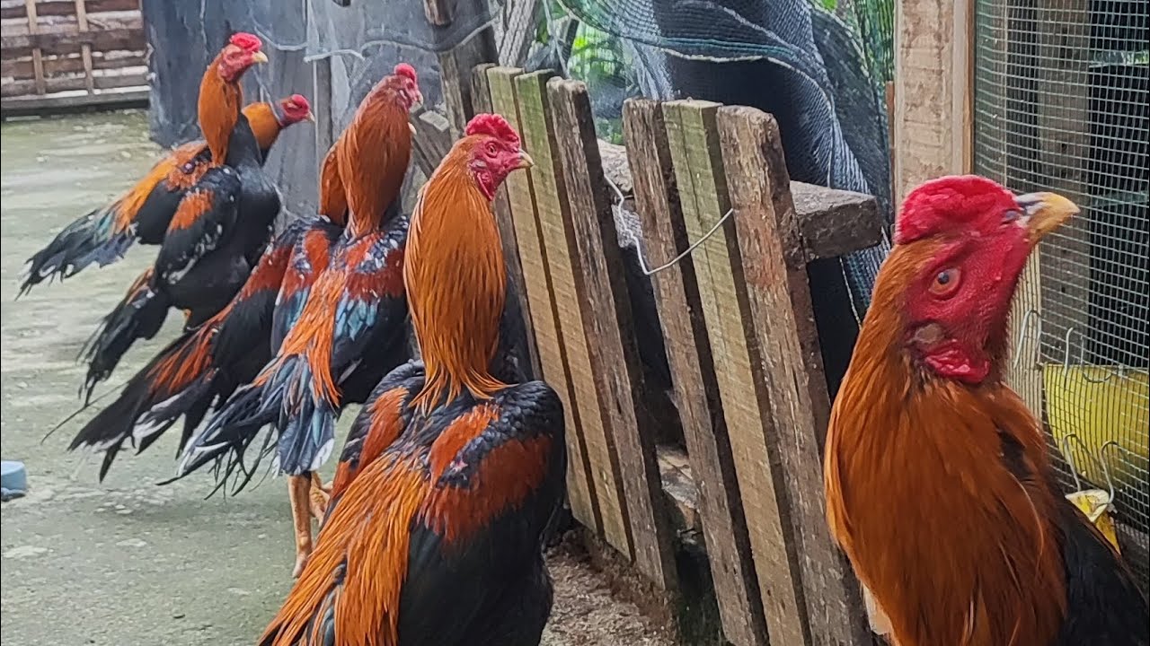 🐓🐓🐓AYAM BANGKOK KLASIK Umur 7 Bulan Masih Akur dan masih CAMPUR 😱😱😱
