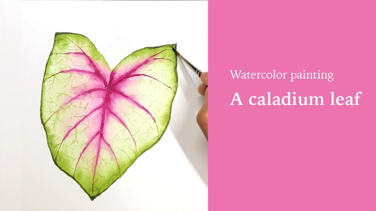 Easy watercolor tropical leaf tutorial, painting a pink caladium leaf, beginner friendly