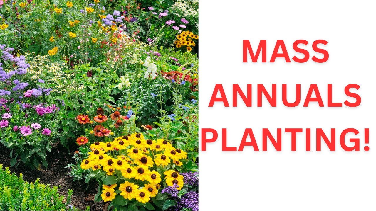 ANNUALS MASS PLANTING! SO MANY PLANTS!