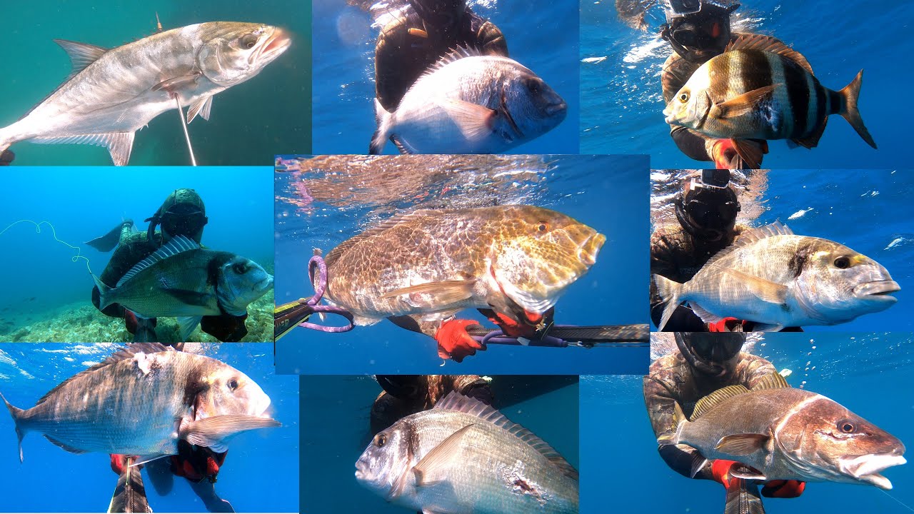 Best of 2023 - Spearfishing Malta